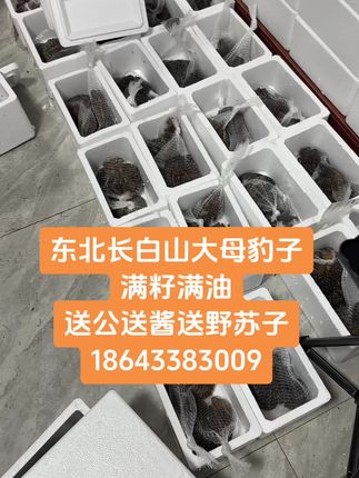 东北长白山大母豹子,满籽满油,送公送酱送野苏子#诚信经营质量第一 #全国各地发货 #顺丰包邮