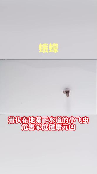 浴室小飞虫~下水道来的 了解虫害源头,更好防治
#有害生物 #虫虫别过来 #科普v课堂 #蛾蠓怎么消灭 #下水道小飞虫怎么消灭