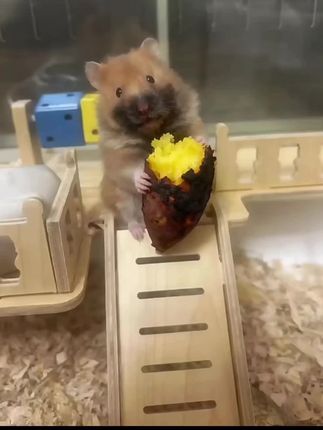 #金丝熊日常 #养鼠日常分享