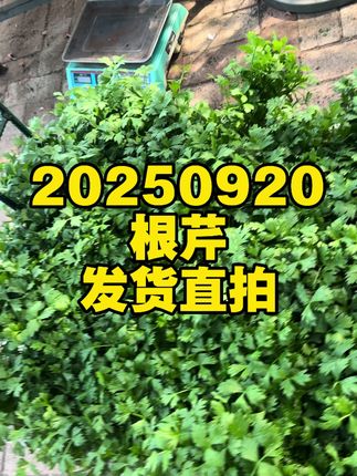 根芹疙瘩的种植宝典,用咱家的根芹苗,长出的疙瘩根部粗壮,优质品种这样种,轻松获得美味哒根芹。 #根芹 #我爱种菜 #阳台种植 #菜园种植 #种苗培育