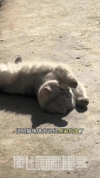 猫咪感染钩虫的表现 #新手养猫 #养猫经验分享 #猫咪驱虫 #钩虫