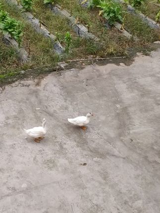 你俩一早上起来嘎嘎嘎的扰我清梦。