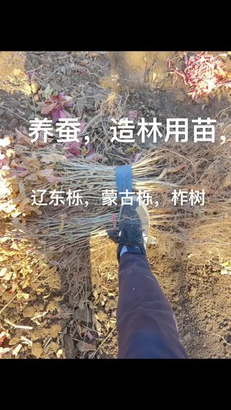 辽东栎,蒙古栎,柞树苗