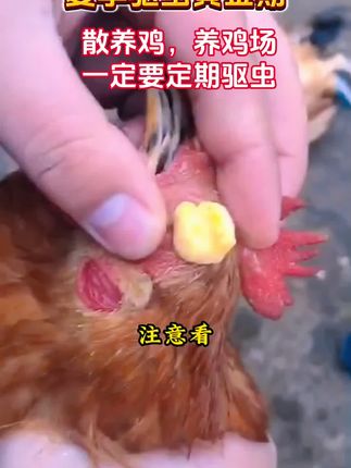 #养鸡 #鸡鸭鹅 #养鸡技术