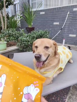 吹着风吃着小零食好吃安逸呀!#萌宠