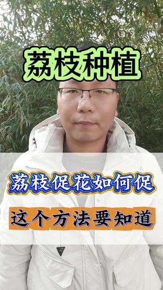 荔枝促花如何促,这个方法要知道#荔枝种植 #荔枝管理 #荔枝 #花芽分化