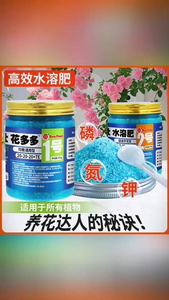 花大壮促花花卉月季绿植多肉家用微量元素栀子花花多多花多多2号 #花多多 #花卉绿植 #养护小知识 #月季 #绣球