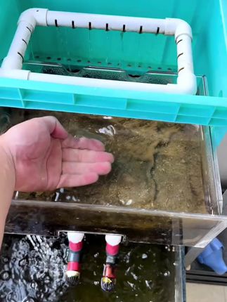 沃韦朗鱼缸堵水克星使用生化棉疏水棉水族专用过滤材料纤维耐用#非常方便实用 #鱼缸过滤 #新手养鱼 #养鱼经验分享 #过滤材料