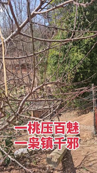 #桃枭 一桃压百魅,一枭镇千邪。