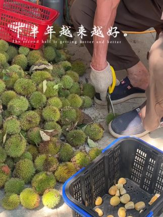 #板栗 #西山岛 #亲子游玩好去处 #乡下人的生活 #乡下生活