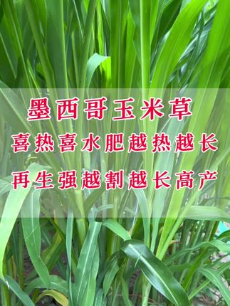 夏季依然可以种植墨西哥玉米草,喜热喜水肥越热越长,再生性强越割越长产量高,想种的朋友抓紧时间。#墨西哥玉米草#高产牧草#牧草种植#猪马牛羊鸡鸭鹅兔鱼虾蟹都适用