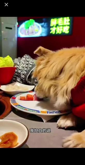 北京南门涮肉那个让狗上桌舔盘子的大姐,你到底咋想的?
带着狗进非宠物餐厅,还让狗上桌舔盘子,完事发出来打卡,被提醒还反过来指责人家?更气的是这居然不是第一次!
你这不仅让吃过的人膈应,还让所有守规矩的养狗人跟着背锅!
见过疼狗的,但没见过疼到和狗共用一个盘子的!
商家也是,监管也太松了吧?现在实体经济多不容易啊,这是怕店开得太好?
不过这泼天的富贵也算砸南门涮肉头上了,就看后续能不能接住。
不矜细行,终累大德。做人做事总得有底线。
来日山长水远,愿你我都能平安喜乐。
#南门涮肉狗上桌事件 #宠物进餐厅 #实体经济