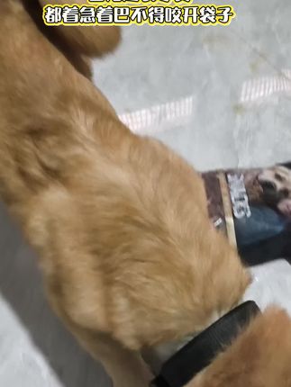#家有中华田园犬 #爱吃零食的狗狗#养狗日常 #养狗的乐趣 #萌宠