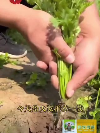杨姐推荐农家大叶香菜种子速生盆栽阳台简单蔬菜