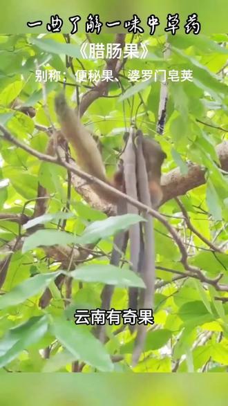 云南新货腊肠果果肉初级农产品腊肠树果250克选货脱水蔬菜#好物推荐🔥 #女神必备#小仙女必备#吃货必备 #大自然馈赠舌尖上的美味