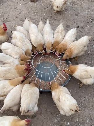 #喂鸡食槽料槽