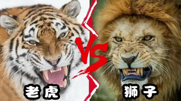 老虎单挑狮子,谁是猫科老大