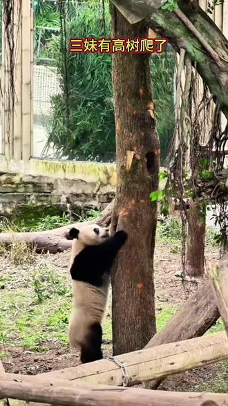 奇三妹院子里新栽了一棵大树,三妹有大树爬了。#大熊猫奇三妹 #国宝大熊猫#重庆动物园