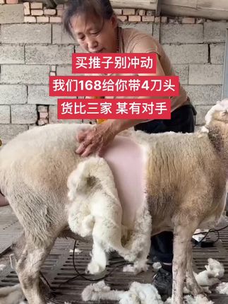 小羊毛推子,推羊毛用忠义牌羊毛推子,好用不贵,质保二年,谢谢下单 #羊毛推子 #小羊毛剪 #推羊毛