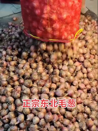 #毛葱#东北毛葱