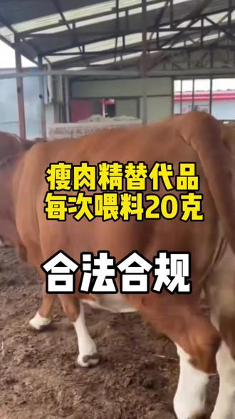 不要用不合法的瘦肉精,要用就用亚麻酸和吡啶甲酸铬老片#老片母牛#淘汰母牛#养牛人