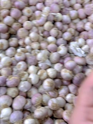 #紫皮独头蒜#新干蒜 #物美价廉新干蒜 喜欢紫皮独头蒜的哥哥姐姐来直播间看看吧