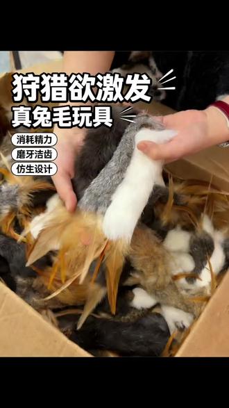 谁说我们家这个草原兔条长得像老鼠?激发捕猎本能 它只是毛色比较深而已,仿生的玩具让猫咪更喜欢,家里毛孩子无聊又闹心?这款小玩意儿让它们开心!#萌宠 #猫咪 #逗猫神器 #萌宠好物 #兔毛条