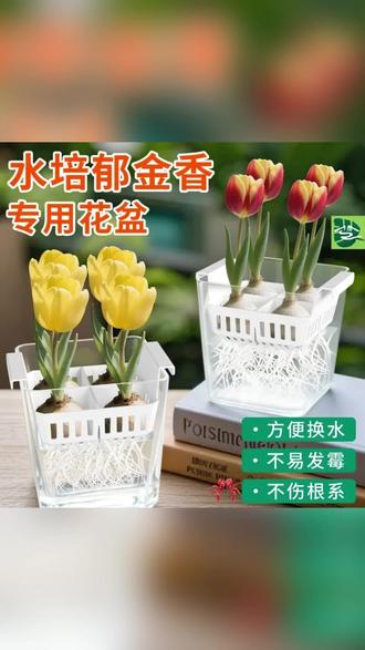 郁金香种球水培土培耐寒好养办公室阳台盆栽绿植花卉 #郁金香 #水培郁金香 #水培植物 #郁金香种球 #花卉绿植