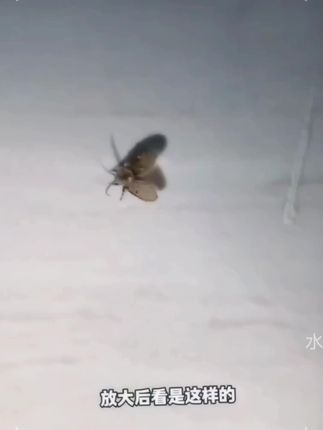 厕所下水道蛾蠓杀虫剂卫生间杀除虫神器家用潮虫防驱蛾蚋药#杀虫喷雾剂 #自用好物推荐 #卫生间小飞虫克星