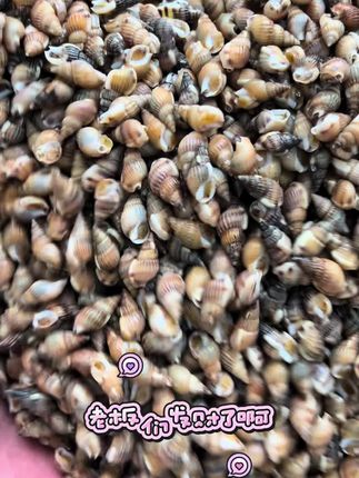 老板们,好久没更新了;今天想了想不更新不行呀。海锥啊!#海锥#海瓜子#海螺丝#海螺