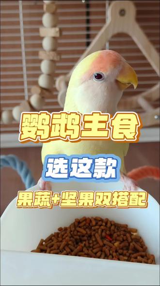 鹦鹉主食就选这款!挑食鸟宝的最爱#鹦鹉系列分享 #创作者中心 #创作灵感 #鹦鹉 #鹦鹉粮分享