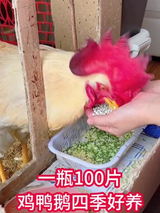 鸡鸭鹅养殖#鸡鸭鹅养殖 #鸡鸭鹅养殖户 #鸡鸭鹅养殖方法