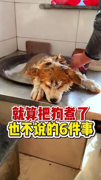 就算把狗煮了,他也不说的几件事,看你知道多少#养宠知识 #宠物科普 #宠物知识分享 #养狗人 #驱虫