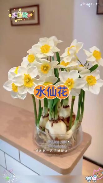 漳州水仙花盆栽年宵花花卉种球水养易活室内外冬季开花绿植盆栽#水仙花盆栽 #年宵花 #冬季开花绿植 #水养花卉 #室内外盆栽