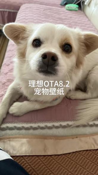 理想汽车OTA8.2以后艺术相框功能,动物壁纸设置#把爱装进车里#理想生活进行时