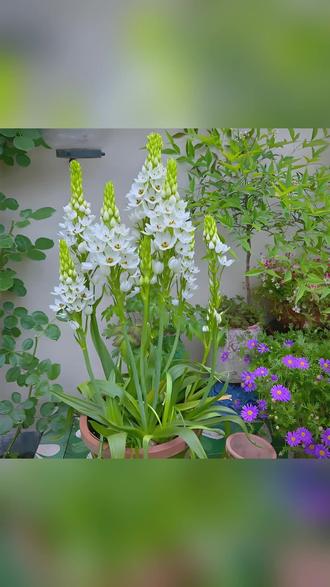 百合盆栽 圣心百合盆栽带花苞 白色多年生春天开花耐寒室内花园庭院植物#圣心百合 #春天花卉 #多年生植物 #盆栽植物 #圣心花卉