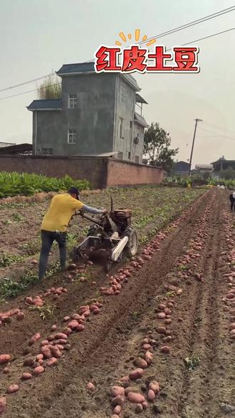 小黑泥云南红皮黄心现挖洋芋农家食品高原特色农家新鲜云南蔬菜#红皮黄心土豆 #洋芋 #新鲜蔬菜 #推荐 #分享 @DOU+上热门 @DOU+小助手