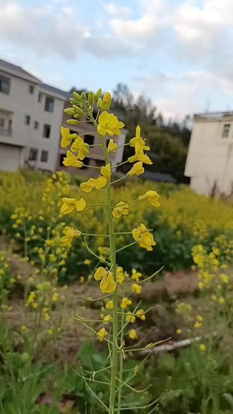 竹筒饭的快乐谁懂啊!
用新鲜竹筒蒸出来的饭,带着竹子的清香,软糯又有嚼劲。里面加了腊肉丁,香菇和胡萝卜,每一口都是丰富的口感,咸香入味,好吃到停不下来~