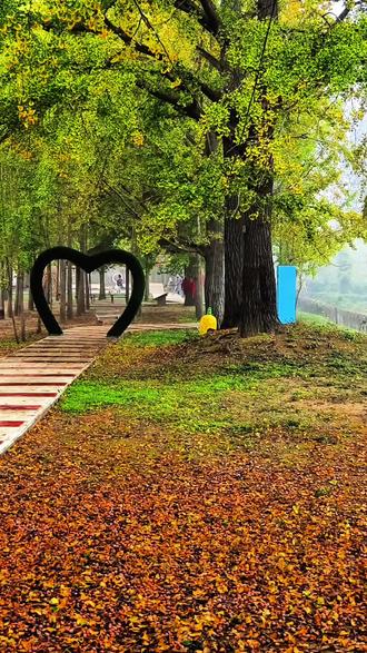 #好风景好心情 滁州明光泊岗古银杏长廊!