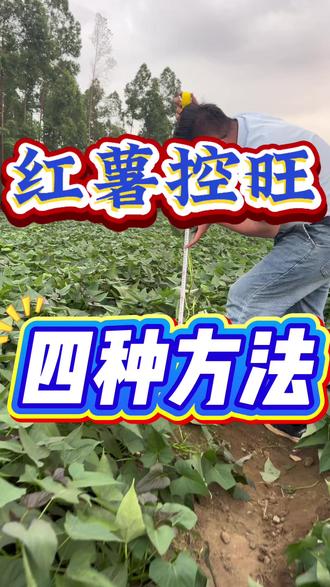 红薯控旺四种方法#红薯种植 #红薯控旺 #红薯高产种植 #红薯控旺套餐