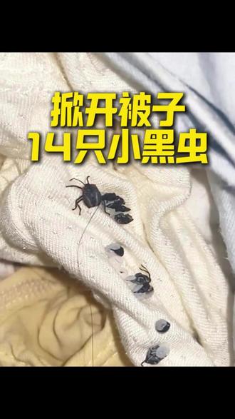 掀开被子14只小黑虫在爬 睡觉总感觉有东西在动,开灯一看,被子里好几只小黑虫。不细看还以为是小蜘蛛,原来是荔蝽的幼虫。
别看它小,照样释放臭液。散发的臭味还是其次,臭液会直接腐蚀皮肤,造成皮肤红肿、灼烧感,还会留下褐色印记,洗不掉,严重的还会掉皮。
3-7月是荔蝽产卵的高发期,如发现这种白色虫壳,说明已经孵化。
消灭家中的荔蝽幼虫,可使用这款杀虫剂,喷洒在窗槽、窗纱、床底,形成杀虫药带。不管是成虫还是幼虫,接触到都会中招死亡,7天喷洒一次,就能有效预防。
#荔蝽幼虫 #荔蝽幼虫有什么危害 #荔蝽幼虫怎么消灭 #荔蝽虫卵 #荔蝽杀虫剂