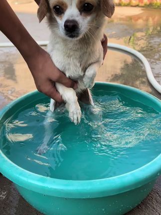 好多天没洗澡了,洗香香啦…#萌宠 #狗狗#养狗的乐趣 #养狗经验分享