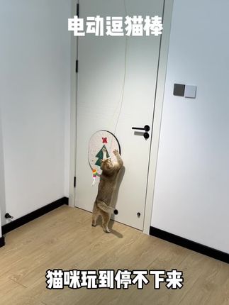 就这个小玩意,我家猫玩上一整天,怎么玩都不会腻#逗猫神器 #猫玩具 #养猫的乐趣