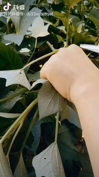 #红薯藤#红薯藤的功效与作用#