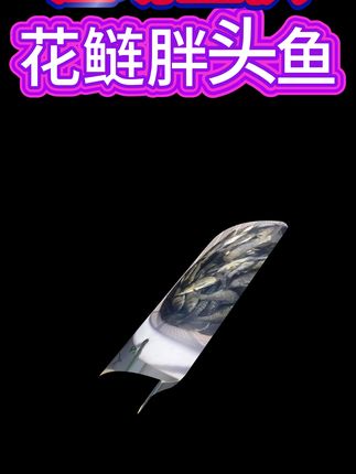 花鲢鱼全国各地可养,能过冬过夏的鱼,长得快,一个4-6斤 #鱼苗 #花鲢 #三农 #四大家鱼养殖 #水产养殖