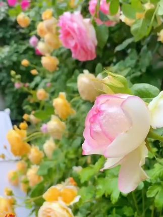 #洋桔梗种子 #爱生活爱养花 #阳台小院均可种植 #花卉绿植 #洋桔梗