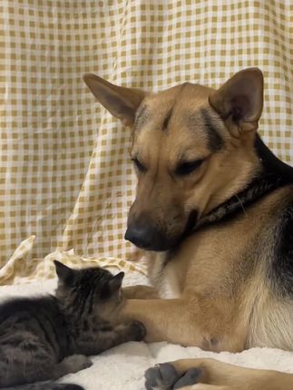 猫狗双全 Cats and dogs are best friends 🐕🦺🐈⬛#萌宠 #毛孩子的日常