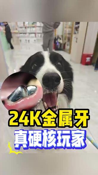 狗啃骨头是天性,牙崩了咋办? 看如何给狗子戴上‘金属战甲’,拯救崩牙!根管治疗+牙冠修复,守护毛孩笑容。🦷
#宠物牙医 #根管治疗 #南宁宠物医院 #南宁宠物医院推荐 #安然宠物医院