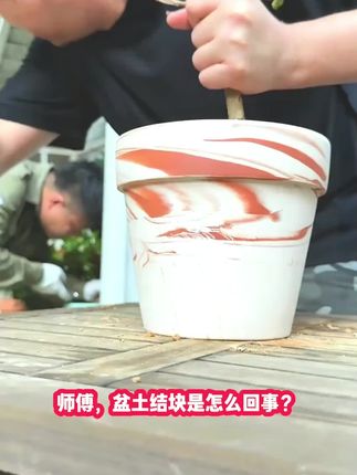 花肥谷黑金肥聚能黑金矿源黄腐酸钾聚谷氨酸活菌微生物肥#花肥 #花肥料 #花肥推荐