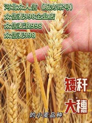 众信麦998连续5年刷新全国冬小麦高产记录,纯正的矮秆大穗的小麦品种,参试期间唯一实现零倒伏的品种,2025年6月6日作为我国冬小麦首次产量破吨的小麦品种,点击下方小黄车,抓紧时间抢购!#河北众人信农业 #众信麦998 #助力三农 #抖音流量扶持